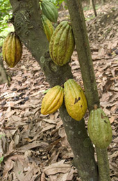 Čokoláda hořká malina a kokos