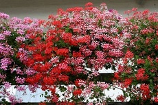 Hnojivo pro balkonové květiny
