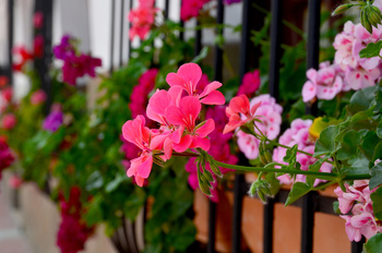 Hnojiva pro balkónové a kvetoucí rostliny
