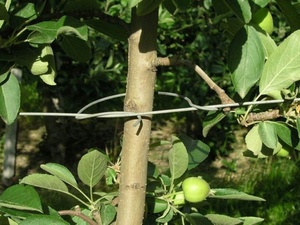 Plantfix 120 mm - Bezinal 2000 - spona pro fixaci kmínků