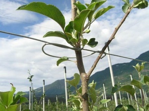 Plantfix 120 mm - Bezinal 2000 - spona pro fixaci kmínků