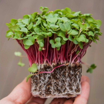 Ředkvička Rubín microgreens 