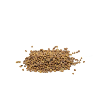 Ředkvička Rubín microgreens