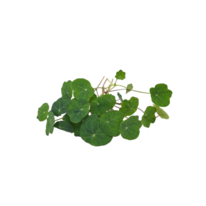 Lichořeřišnice Verdant -  BIO semínka na klíčení a  microgreens  