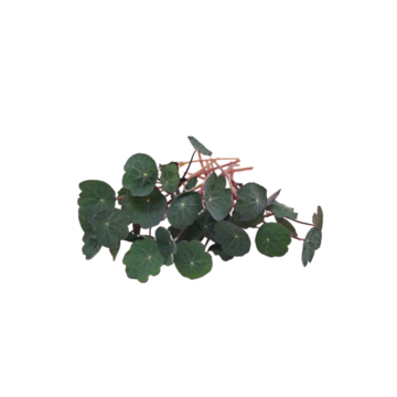 Lichořeřišnice červená Crimson -  BIO semínka na klíčení a  microgreens  
