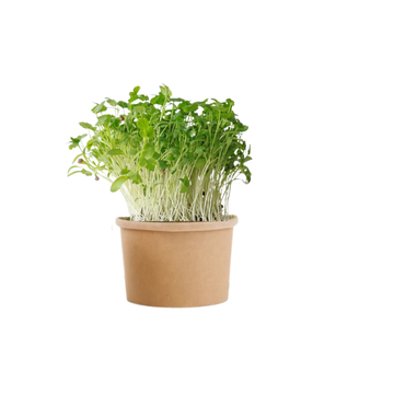 Koriandr - BIO semínka na klíčení a microgreens 