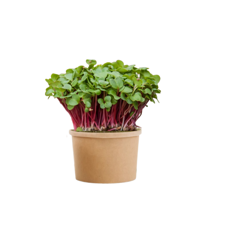 Ředkvička Rubín -  BIO semínka na klíčení a  microgreens 