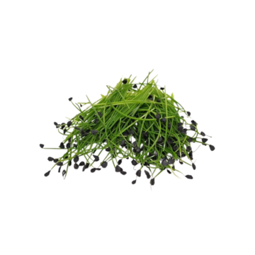 Česnek Bliss -  BIO semínka na klíčení a  microgreens 