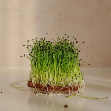 Česnek  semínka microgreens 