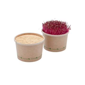 Amarant Fire -  BIO semínka na klíčení a  microgreens  