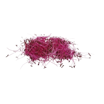 Amarant Fire microgreens 