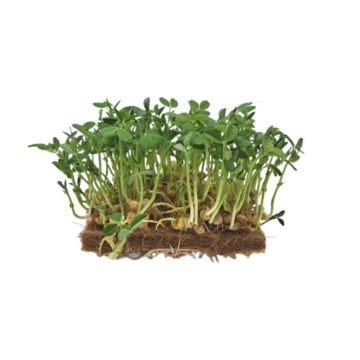 Hrášek Leafy -  BIO semínka na klíčení a  microgreens  
