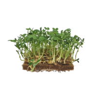 Hrášek Leafy semínka microgreens 
