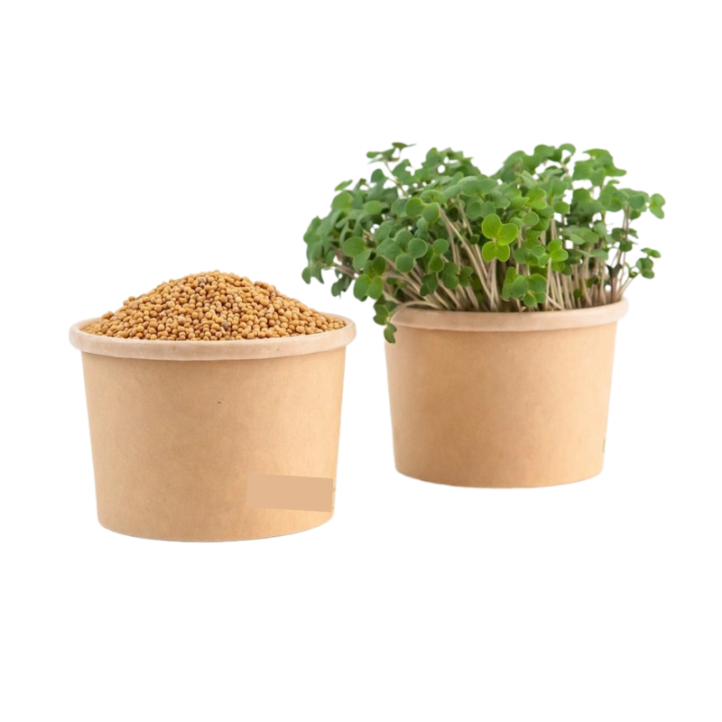Bílá hořčice Frosty - BIO semínka na klíčení a microgreens