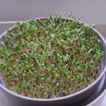 vojteska microgreens (2)