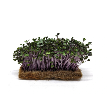 Červené zelí Scarlet - BIO semínka na klíčení a microgreens 