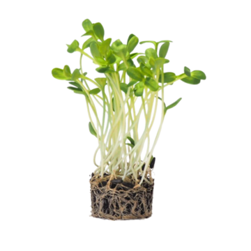 Slunečnice - BIO semínka na klíčení a microgreens  
