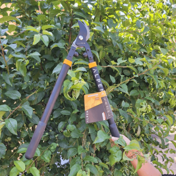 Weishorn 260 nuzky na vetve ALPEN (1)