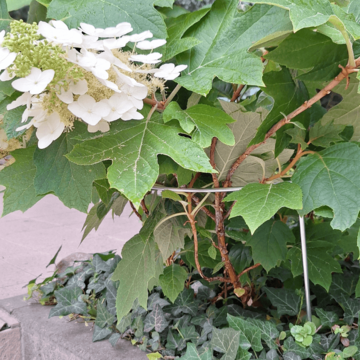 tvarovana opora pro rostliny (2)