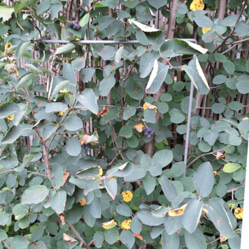 tvarovana opora pro rostliny (1) (1)