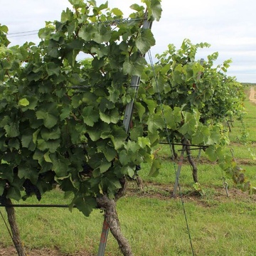 krajovy sloupek Voest Alpine vinice (1)