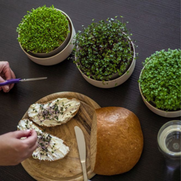 Miska na pěstování Microgreens (4)