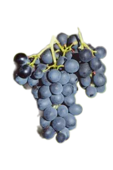 Stolní sazenice modré - Muscat bleu