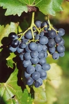 Stolní sazenice modré - Muscat bleu