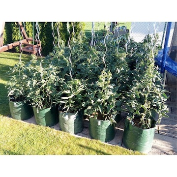 PLANTINBAG pěstební pytle