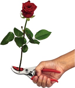 Nůžky na růže a květiny