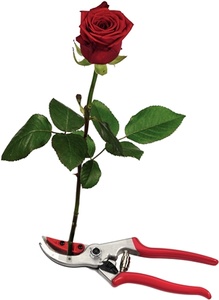 Nůžky na růže a květiny