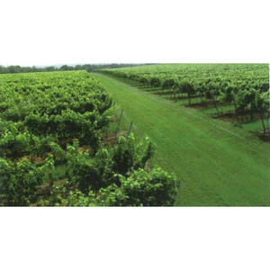 Travní osivo Sady a vinice – zátěž – 10 kg