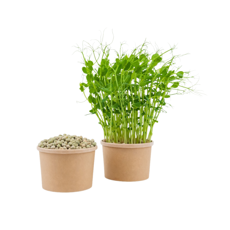 Hrášek - semínka na klíčení a  microgreens 