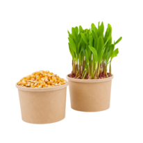 Kukuřice - semínka na klíčení a  microgreens 