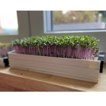 Sada Profi na pěstování microgreens