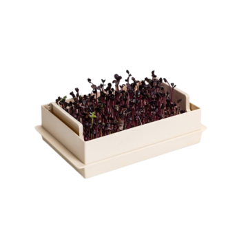 Microgreens Economy slonová kost 