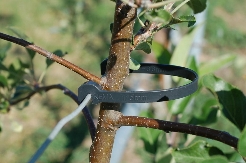 Pásek pro uchycení kmínků REMA STAMMHALTER 175 mm 